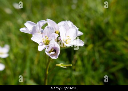 Tiny black beetles covered in pollen inside the blooms of Lady's Smock (Cardamine pratensis), also known as Cuckoo flower, Mayflower or Milkmaids Stock Photo