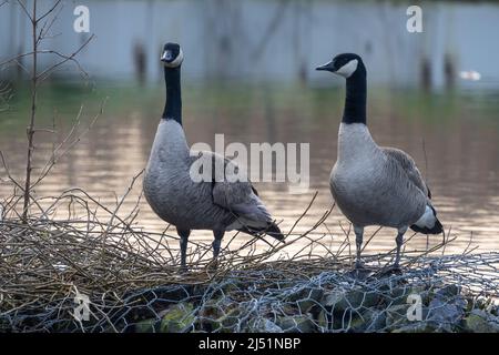 Two Canadian Geese, Branta canadenis, at the waterside of a canal in Rijkevorsel, Antwerp, Belgium. High quality photo Stock Photo