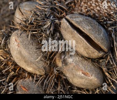 The seedpod of Banksia serrata, an Australian plant,  resembling the face of a hairy old man, close-up and macro reavealing the pod structures, some a Stock Photo