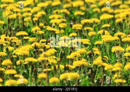 Dandelions on meadow, spring landscape Stock Photo