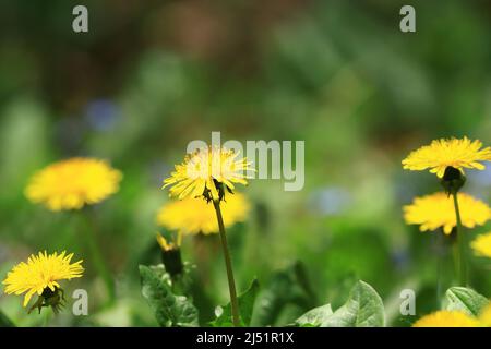 Dandelion macro on green meadow Stock Photo