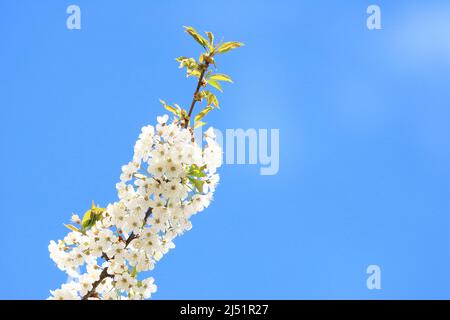 Cherry blossom tree, blue sky in background Stock Photo