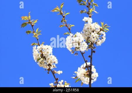 Cherry blossom tree, blue sky in background Stock Photo
