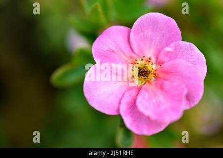 Pink flowers of Potentilla reptans close-up Stock Photo
