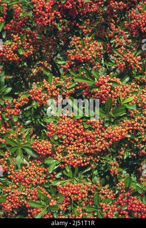 detail of a firethorn plant with ripe fruits, Pyracantha coccinea, Rosaceae. Stock Photo