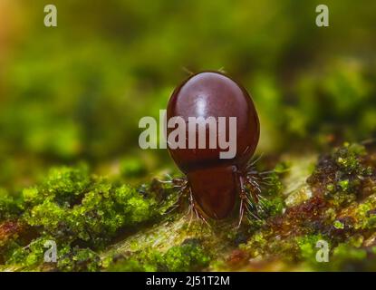 Close up of Beetle Mite also known as oribatid mites Stock Photo