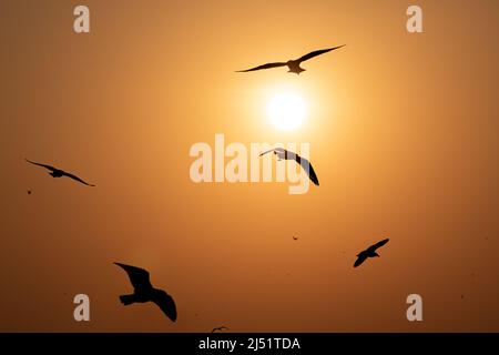 Silhouetted flying and hovering seagulls with background of clear sky of sunrise in summer. Stock Photo