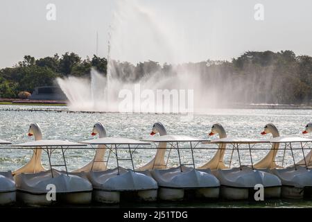 White goose paddle boats with sunshade line up at port, ready for rental on sunny day at public park. Big fountain splashing in the center of lake. Stock Photo