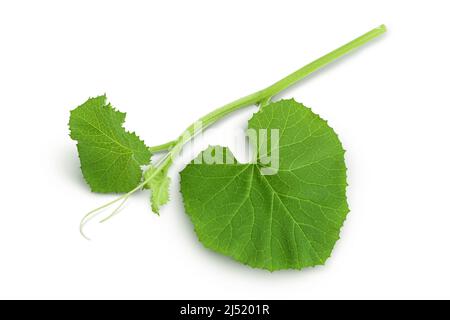 Melon leaf isolated on white background with clipping path and full depth of field Stock Photo