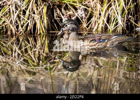 Colorful female Wood Duck resting on a pond Stock Photo