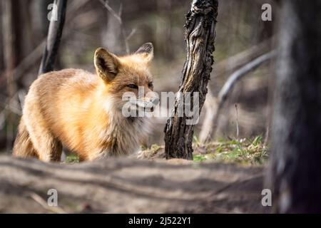 Adult Red fox guarding its den in springtime. Stock Photo