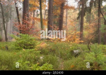 Beautiful clearing in the Palatinate forest of Germany on a fall day with colorful tree leaves and green grass. Stock Photo