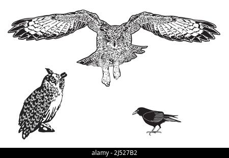 Uhu, owl and raven isolated, illustration Stock Vector