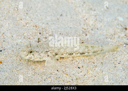 Gobius roulei, Roule's goby, is a species of goby native to the eastern Atlantic Ocean and the Mediterranean Sea. Stock Photo