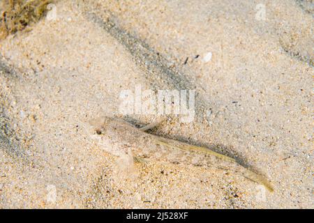 Gobius roulei, Roule's goby, is a species of goby native to the eastern Atlantic Ocean and the Mediterranean Sea. Stock Photo