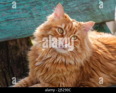 A cat sitting on a green bench and looking around. Close up. Stock Photo