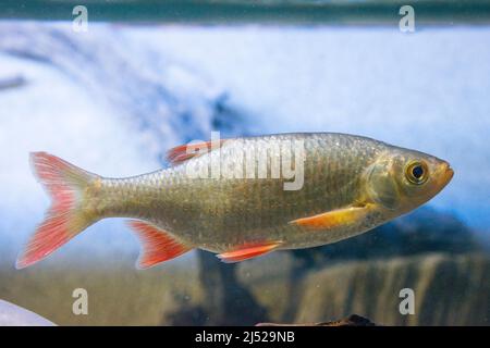 Common rudd (Scardinius erythrophthalmus Stock Photo - Alamy