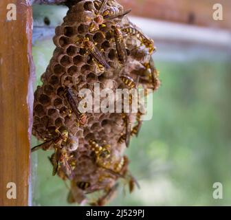 A close-up shot of a yellow paper wasp nest on a window pan. Paper wasps are vespid wasps that gather fibers from dead wood and plant stems, mix with sal Stock Photo