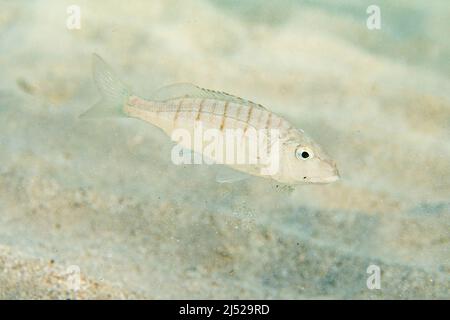 The sand steenbras or striped seabream (Lithognathus mormyrus) is a species of marine fish in the family Sparidae. Stock Photo