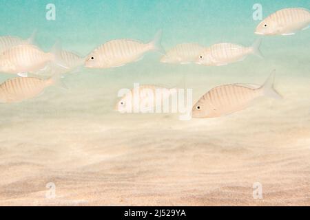 The sand steenbras or striped seabream (Lithognathus mormyrus) is a species of marine fish in the family Sparidae. Stock Photo