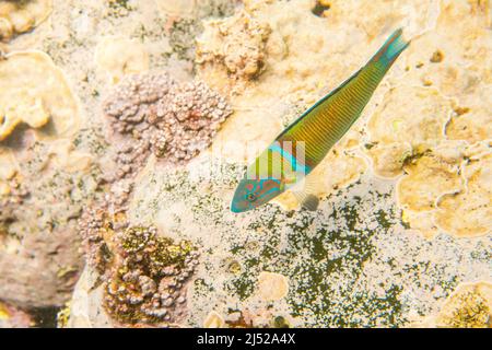 The ornate wrasse, Thalassoma pavo, is a species of wrasse native to the rocky coasts of the eastern Atlantic Ocean and the Mediterranean Sea, male. Stock Photo