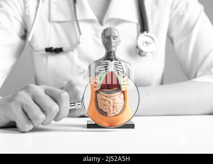 Doctor magnifies with loupe intestines in 3d human model with internal organs. Anatomy study, medical education, stomach examination and health concept. High quality photo Stock Photo