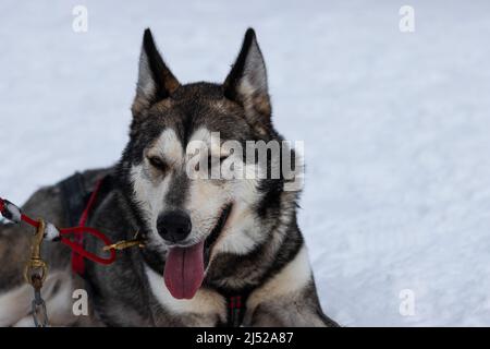 beautiful husky sledge dog in the snow