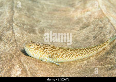 The greater weever (Trachinus draco) is a benthic and demersal venomous marine fish of the family Trachinidae, lying on the sand underwater. Stock Photo