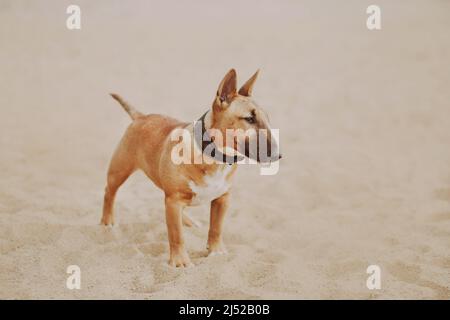 A beautiful ginger puppy of a miniature bull terrier with a collar around his neck stands in the middle of a sandy beach in the summer. Dog and nature Stock Photo