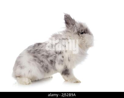 angora Mini Lop in front of white background Stock Photo