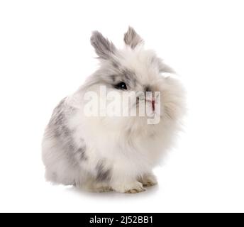 angora Mini Lop in front of white background Stock Photo