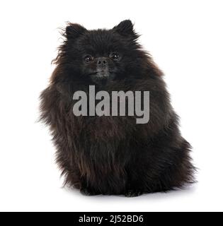 young pomeranian in front of white background Stock Photo