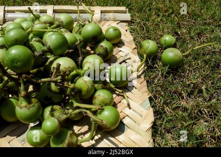 Indian fruit Green Fragrant manjack or snotty gobbles also known as Glue berry, bird lime tree, Indian cherry, Lasoda or Gunda. These fruits are used Stock Photo