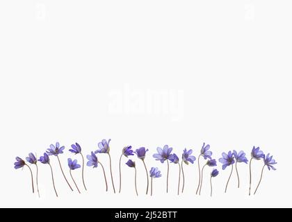 Liverleaf flowers border, hepatica nobilis, isolated on white background. Stock Photo