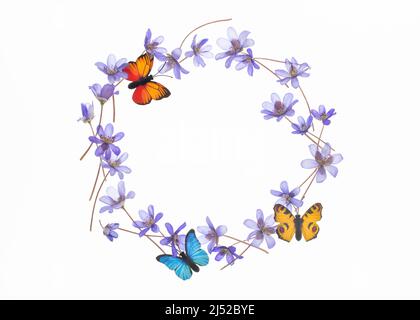 Liverleaf flowers and butterfly frame, isolated on white background. Stock Photo