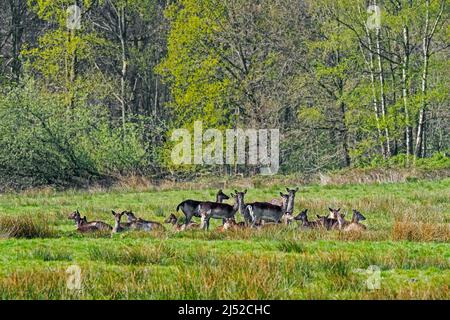 Fallow deer (Dama dama) large herd of does with calves resting in field at edge of broadleaved forest in spring Stock Photo