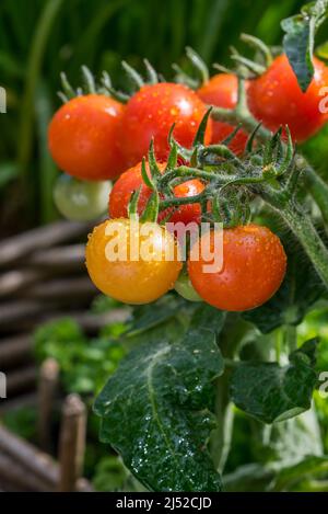 Close-up of ripe and unripe cherry tomatoes in kitchen garden / vegetable garden / potager Stock Photo