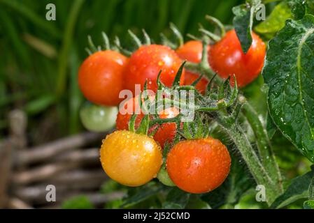 Close-up of ripe and unripe cherry tomatoes in kitchen garden / vegetable garden / potager Stock Photo