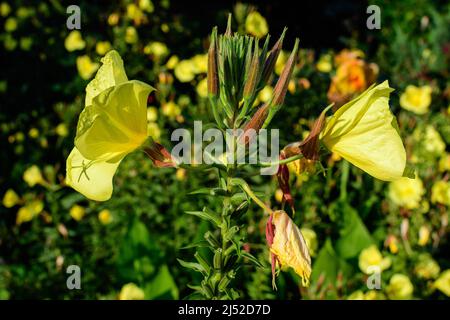 Many vivid yellow flowers and green leaves of Oenothera plant, commonly known as evening primrose, suncups or sundrops, in a garden in a sunny summer Stock Photo