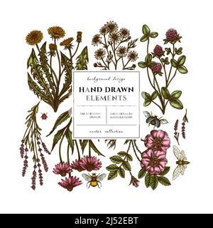 Tea herbs square card or invitation design. Frame design with chamomile, cinnamon rose, etc. Stock Vector