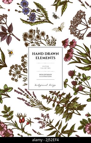 Tea herbs pattern card design. Hand drawn chamomile, chicory, cinnamon rose, etc. Stock Vector