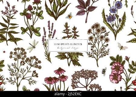 Tea herbs seamless pattern background design. Engraved style. Hand drawn chamomile, chicory, cinnamon rose, etc. Stock Vector