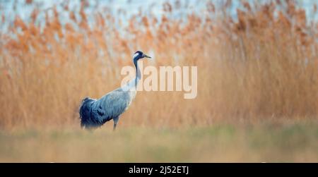 Common Crane Grus grus on a walk around the reeds by the pond looking for a partner, the best photo. Stock Photo