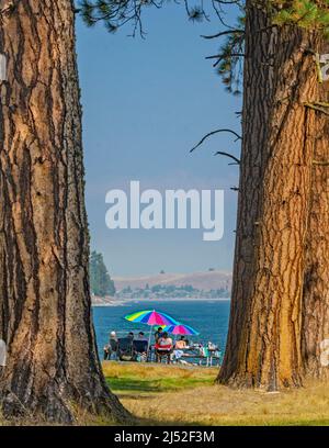 Ponderosa pines on the south shore of Wallowa Lake, Wallowa Lake State Park, Oregon Stock Photo