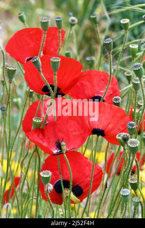 Poppy wildflowers Stock Photo