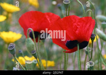 Poppy wildflowers up close Stock Photo