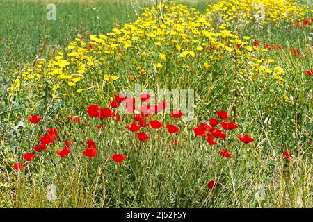 Poppy wildflowers Stock Photo