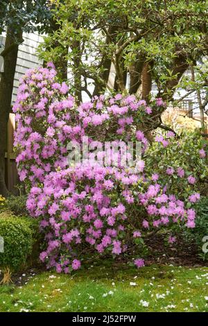 Pink azalea bush blooming in a yard in spring, trees in background Stock Photo