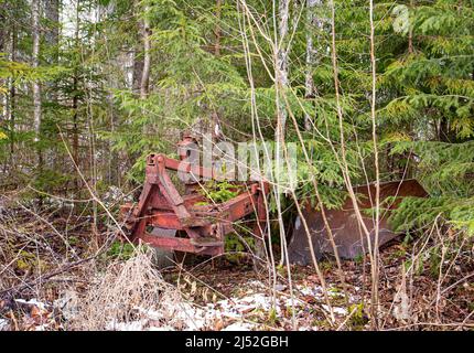Old abandoned farming ploughing machine in forest, trees growing through. Scrap metal for cash, selling old scrap metal concept. Stock Photo