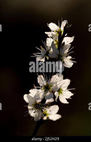 White Blackthorn (Prunus spinosa) flowers against a dark background Stock Photo